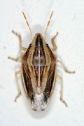 Aelia acuminata